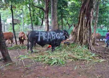 Partai Gerindra Salurkan Ratusan Hewan Kurban ke Masyarakat, Habaib, Ulama, Masjid, dan Mushola